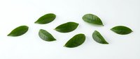 Fresh green leaves arranged on white background, isolated botanical elements suitable for design, packaging, and wellness branding projects.