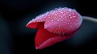 Fresh red tulip petals covered in morning dew drops against dark background, macro photography showing delicate water droplets on velvety flower surface.