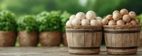 Fresh farm eggs in rustic wooden baskets on weathered table with green plants in terracotta pots, panoramic countryside composition for farm market design.
