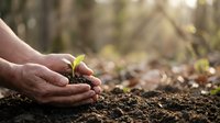 Hands protecting young green plant seedling growing from rich soil in natural forest environment symbolizing growth, care, and environmental protection.
