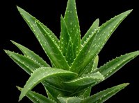 Aloe vera plant with fresh green leaves and water droplets, isolated on transparent background. Ready for t-shirt designs, clipart, stickers, print-on-demand products, and sublimation projects.