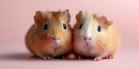 Two adorable ginger and cream guinea pigs sitting close together on pink background, looking at camera with bright eyes and cute expressions. Pet photography.