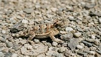 Camouflaged lizard resting on rocky desert ground with scattered pebbles and stones, suitable for wildlife and nature educational materials.