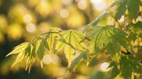 Fresh green maple leaves illuminated by warm golden sunlight with soft bokeh background creating natural spring or summer foliage scene for organic designs.