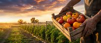 Farmer carrying wooden crate filled with fresh ripe apples at sunset in orchard with vineyard rows creating warm agricultural harvest scene.