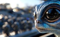 Blue iguana close-up with textured skin and detailed eye, isolated against blurred natural background. Suitable for wildlife, nature, and reptile educational content.