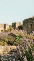 Green hummingbird hovering over purple lavender flowers in urban garden with blurred city buildings in background during golden hour sunset light.