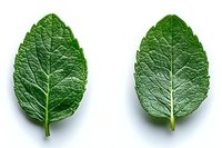 Fresh mint leaves with detailed vein texture and vibrant green color isolated on white background, ready for culinary, beverage, and design projects.
