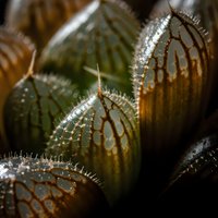 Macro close-up of spiky cactus stems with detailed texture and natural lighting showcasing desert plant architecture and organic patterns.