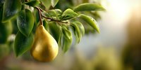 Fresh ripe golden pear hanging on tree branch with green leaves in soft sunlight, showcasing organic fruit growth in orchard setting.