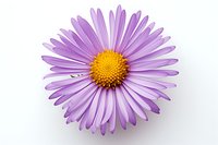 Single purple aster flower with yellow center isolated on white background, macro photography showing delicate petals and detailed texture. Suitable for floral designs.