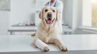 Happy golden retriever dog lying on examination table at veterinary clinic with professional vet in white coat background for pet healthcare concepts.
