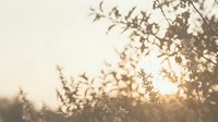 Soft golden sunlight filtering through delicate tree branches and leaves creating dreamy bokeh effect during sunset or sunrise hour for peaceful nature backgrounds.