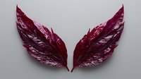 Vibrant burgundy wings made from natural leaves with white variegated patterns isolated on gray background, symmetrical botanical art composition for creative design projects.