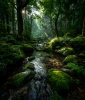 Tranquil forest stream flowing through mossy rocks and lush green woodland, sunlight filtering through dense canopy creating magical atmosphere.