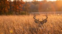 Majestic whitetail buck with large antlers resting in golden autumn grassland during sunset, wildlife photography capturing serene hunting season moment.