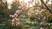 Blooming magnolia tree branches with delicate pink flowers in spring garden, soft natural sunlight filtering through blossoms for seasonal botanical and nature designs.