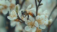 Honeybee collecting nectar from white spring blossoms on fruit tree branch. Natural pollination process in orchard during flowering season for agriculture concepts.