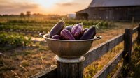 Fresh purple eggplants in metal colander on wooden fence at organic farm during golden hour sunset. Harvest season agricultural produce concept.