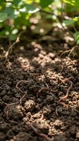 Earthworms in moist soil with green foliage above, representing soil health, composting, gardening, and organic farming practices for agricultural and environmental education.