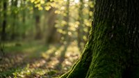 Moss-covered tree trunk in sunlit forest with soft bokeh background creating peaceful natural atmosphere for outdoor and environmental concepts.