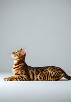 Bengal cat with distinctive spotted coat lying down and looking upward against neutral background, isolated for pet care, veterinary, and feline product marketing use.