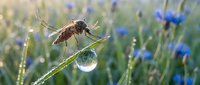 Mosquito perched on grass stem with water droplet, wildflower meadow background, macro nature photography for educational and pest control content.