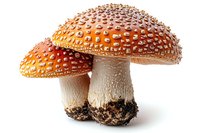 Amanita muscaria mushrooms with bright orange-red caps covered in white spots and thick white stems on isolated background, suitable for nature publications.