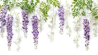 Beautiful hanging wisteria flowers and white spring blossoms create an elegant floral border design perfect for wedding invitations, romantic cards, and spring season decorations.