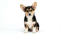 Adorable tricolor Corgi puppy sitting on white background, isolated cute dog with black tan and white fur, pet portrait for design projects.