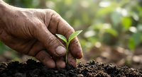 Elderly hands gently protecting young green plant seedling growing from rich dark soil with natural garden background for environmental care concepts.