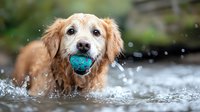 Golden retriever dog playing with blue ball in water, splashing droplets around while swimming. Close up portrait shows wet fur and joyful expression.