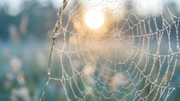 Spider web covered in morning dew drops with golden sunlight creating bokeh effect in natural outdoor setting for nature and wildlife photography.