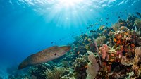 Underwater coral reef scene with moray eel swimming among vibrant corals and marine life with sunlight rays penetrating blue ocean water for diving content.