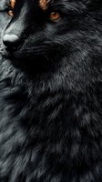 Close-up portrait of black fox with piercing amber eyes and detailed fur texture against dark background, creating mysterious and wild atmosphere.