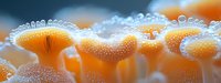 Macro photography of glowing orange mushrooms covered in morning dew drops, creating magical forest atmosphere with ethereal bokeh effect in background.
