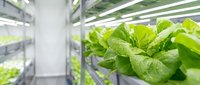 Vertical farming system with fresh green lettuce plants growing under LED lights in controlled indoor agricultural environment.