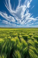 Dramatic cirrus clouds sweep across vibrant blue sky over windswept green wheat field, creating dynamic motion and perspective in rural agricultural landscape.
