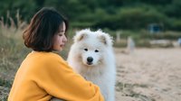 Young Asian woman in yellow sweater bonding with fluffy white Samoyed dog outdoors in natural setting with blurred green background.