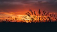 Silhouetted wild grass swaying against dramatic orange and purple sunset sky creating peaceful nature scene for meditation and relaxation backgrounds.