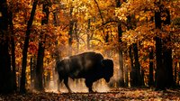 Silhouette of a bison walking through an autumn forest with golden foliage and dust particles illuminated by sunlight filtering through trees.