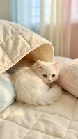 White fluffy kitten hiding under quilted bedding with soft natural light filtering through curtains, perfect for pet care and cozy home lifestyle content.