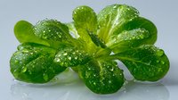 Fresh green lettuce leaves with water droplets on white background, isolated organic salad vegetable for healthy eating and cooking designs.
