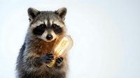 Curious raccoon holding glowing vintage light bulb against white background, symbolizing creativity, innovation and bright ideas for business concepts.