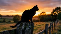 Black cat silhouette perched on a rustic fence post at golden sunset, with countryside meadows and dramatic orange sky in background.