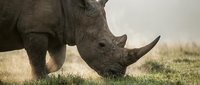 Rhinoceros grazing on dry grassland, close-up of head and horn in natural savanna habitat for wildlife and nature content.