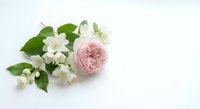 Delicate pink rose with white jasmine flowers and green leaves arranged on clean white background for wedding invitations and romantic designs.
