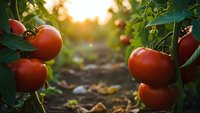 Fresh ripe red tomatoes growing on vine in organic garden during golden hour sunset light for healthy farming and agriculture concepts.