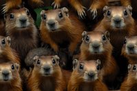Curious groundhogs looking directly at camera with funny expressions, group of marmots close up showing furry faces and bright eyes against dark background.