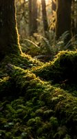 Sunlight filtering through dense forest canopy illuminating vibrant green moss covering fallen logs and forest floor in peaceful woodland environment.